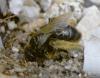 Panurgus sp.
